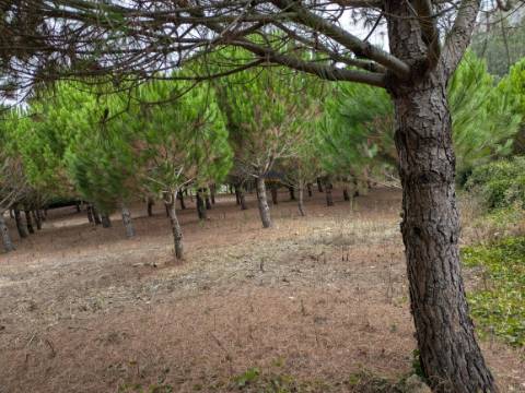 Terreno Misto com área total 7040 m2  Cadaval