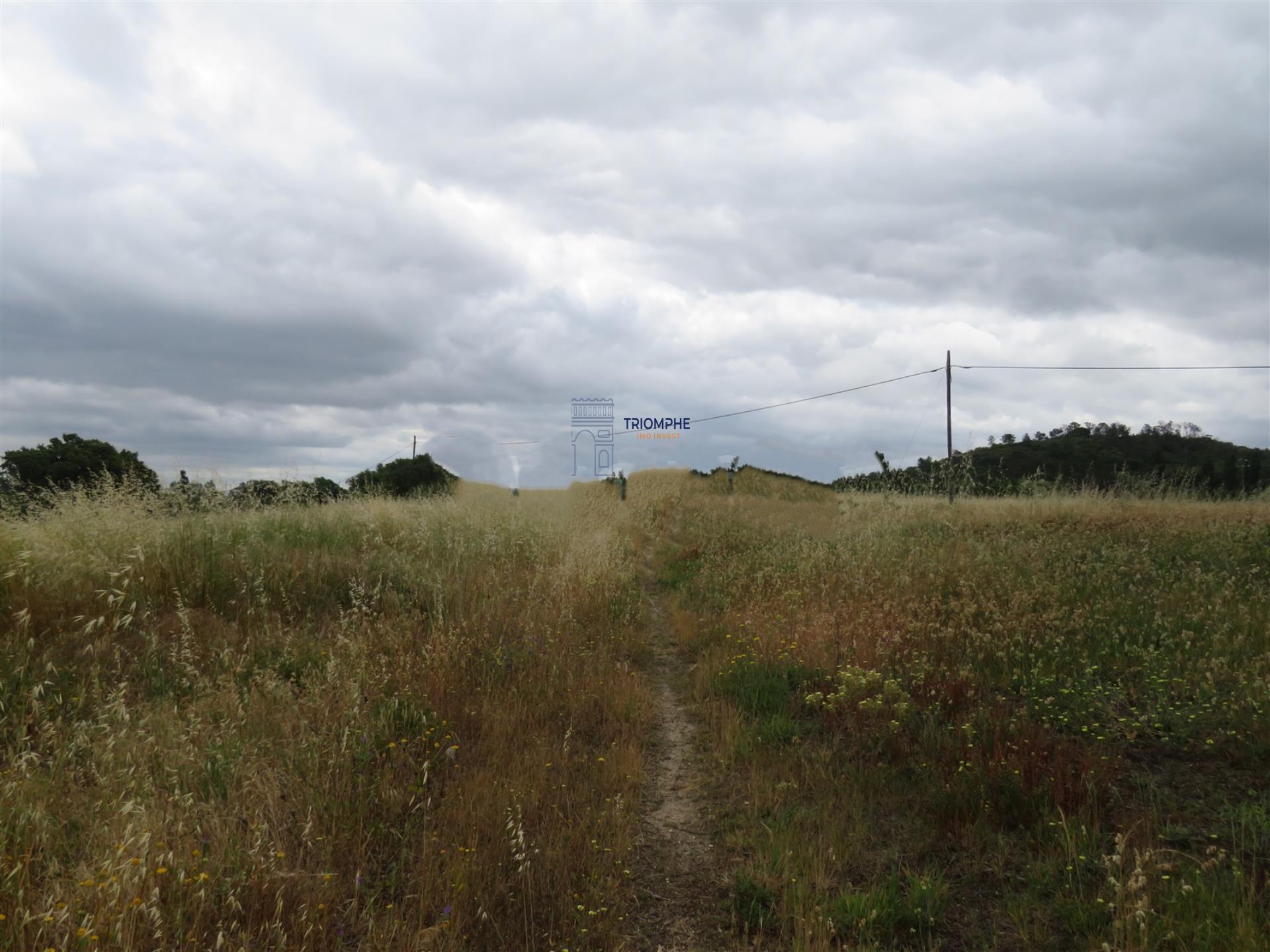 Terreno 32000m2 Asseiceira, Rio Maior