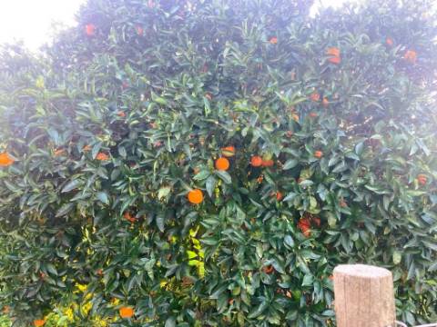 Terreno de 11.220m2 com 240m2 Urbano e Armazém, Arão, Portimão