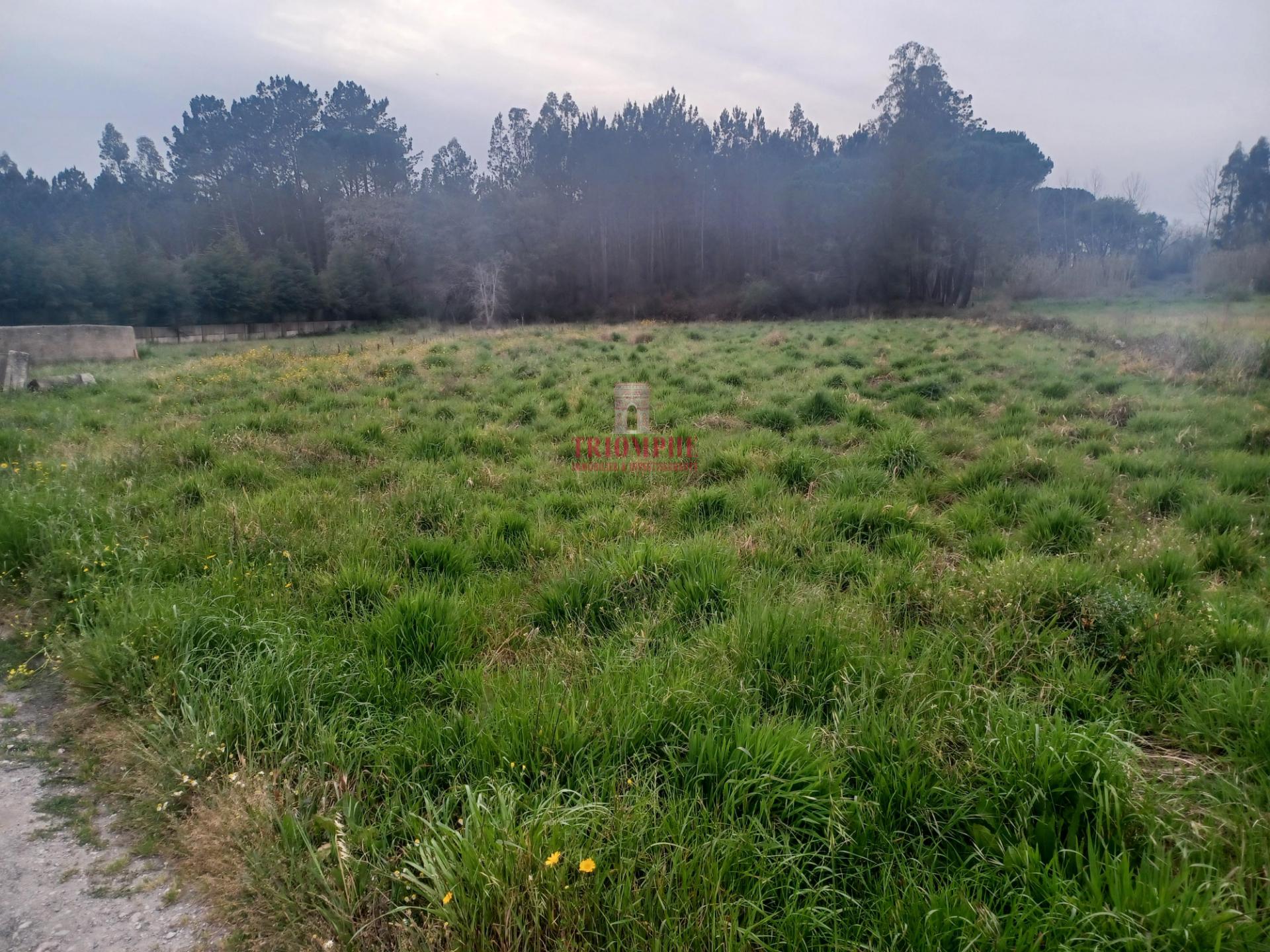 Terreno Rústico C/Poço 1.716m2 Amor Leiria