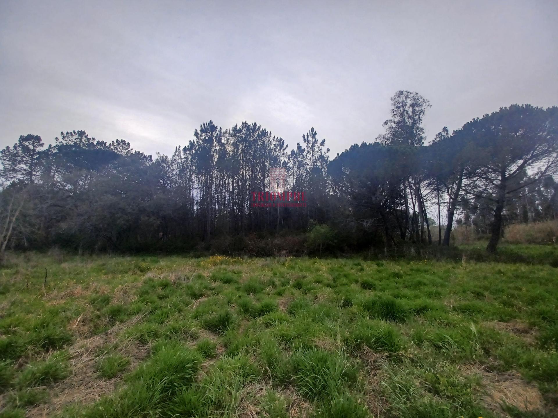 Terreno Rústico C/Poço 1.716m2 Amor Leiria