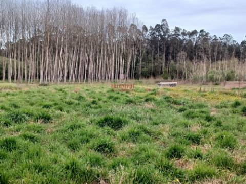 Terreno Rústico C/Poço 1.716m2 Amor Leiria