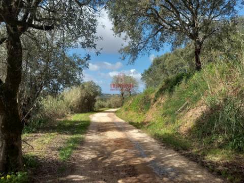 Terreno com árvores de fruto, 440m2, Relvas, Caldas da Rainha