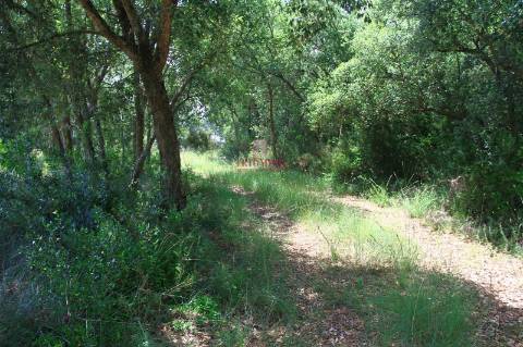 Terreno 35.000m2, Madalena e Beselga, Tomar