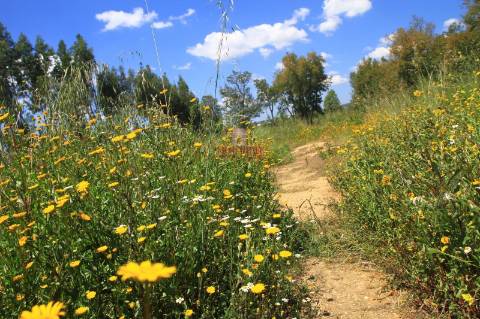Terreno 35.000m2, Madalena e Beselga, Tomar