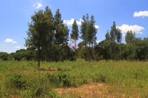 Terreno 35.000m2, Madalena e Beselga, Tomar