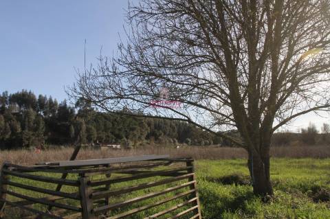 Terreno 35.000m2, Madalena e Beselga, Tomar