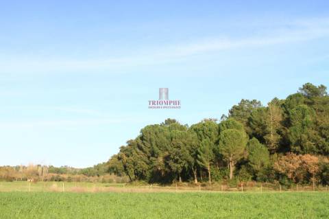 Terreno 35.000m2, Madalena e Beselga, Tomar