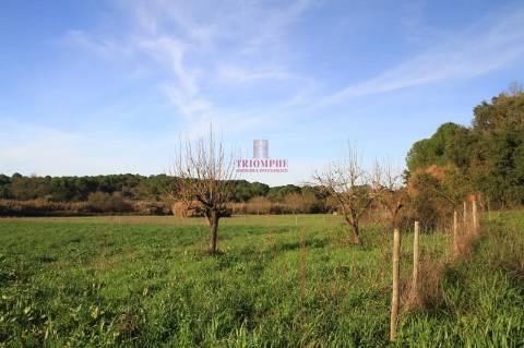 Terreno 35.000m2, Madalena e Beselga, Tomar