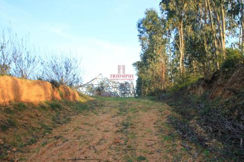 Terreno 35.000m2, Madalena e Beselga, Tomar