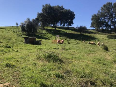 Terreno Urbano 7.750 m2, Asseiceira, Rio Maior