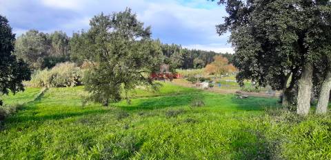 Terreno Urbano 7.750 m2, Asseiceira, Rio Maior