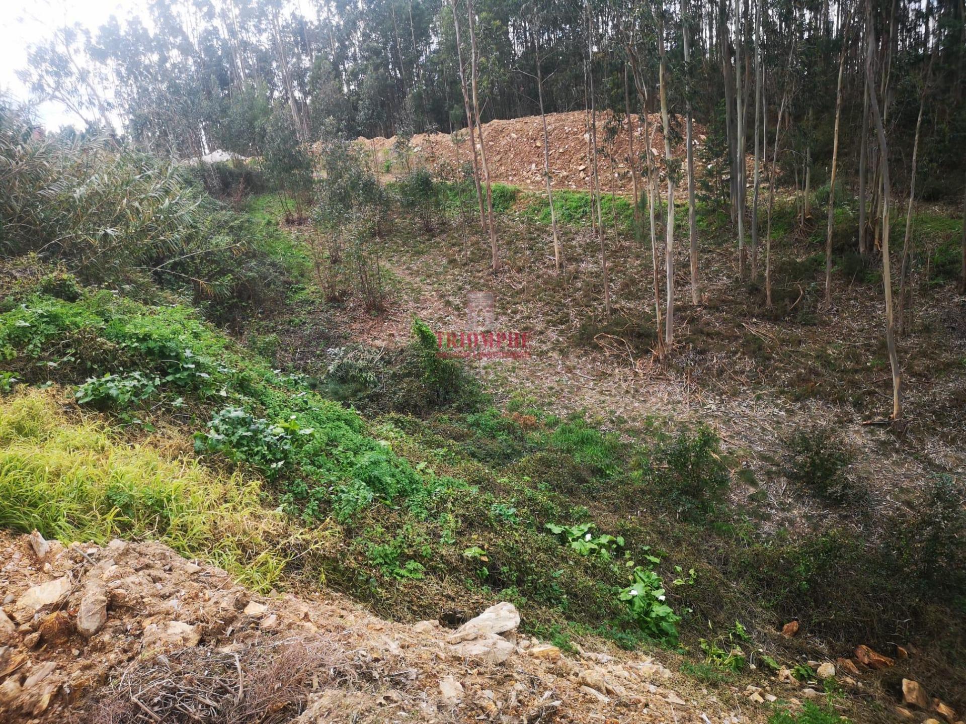 Terreno para Construção 2.975m2, Oliveira de Azeméis