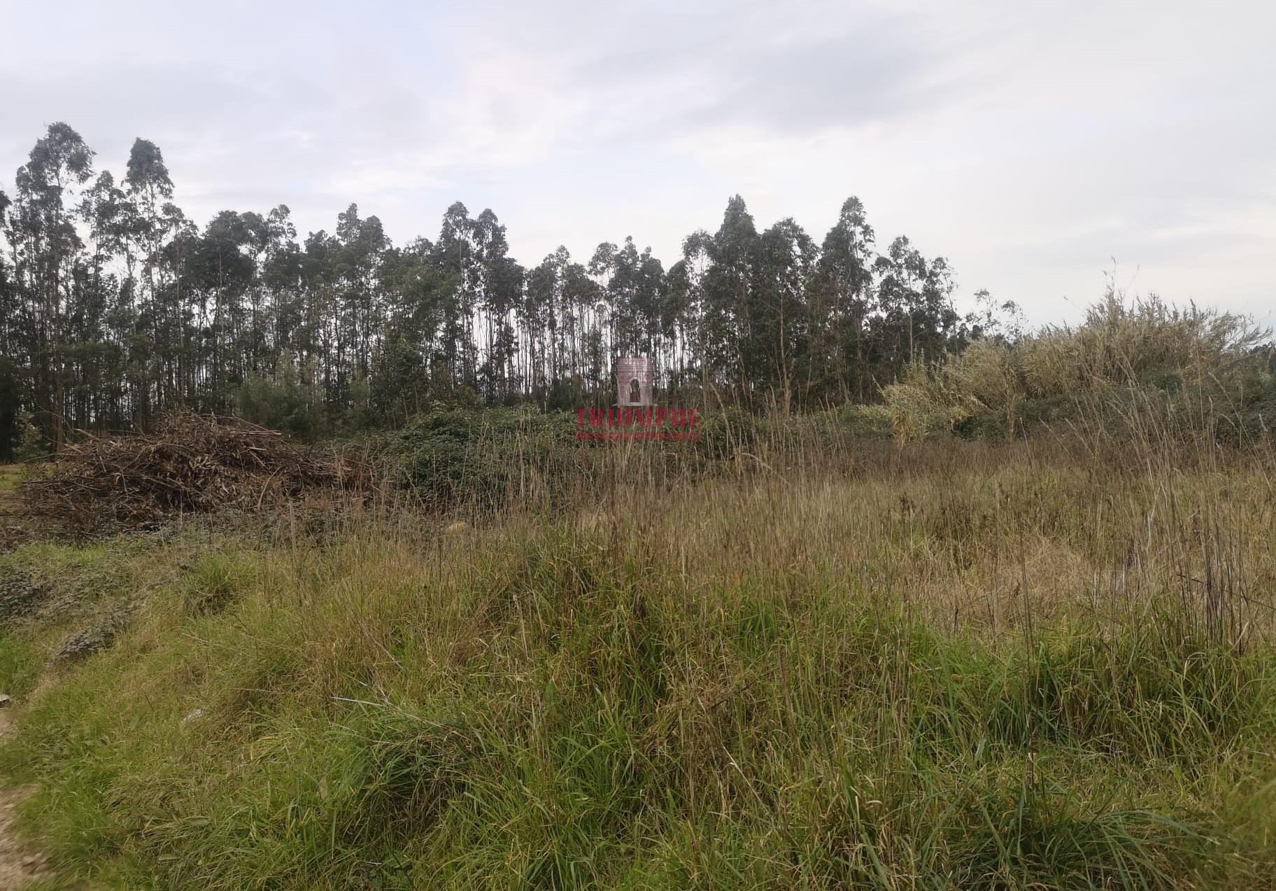 Terreno para Construção 2.975m2, Oliveira de Azeméis  