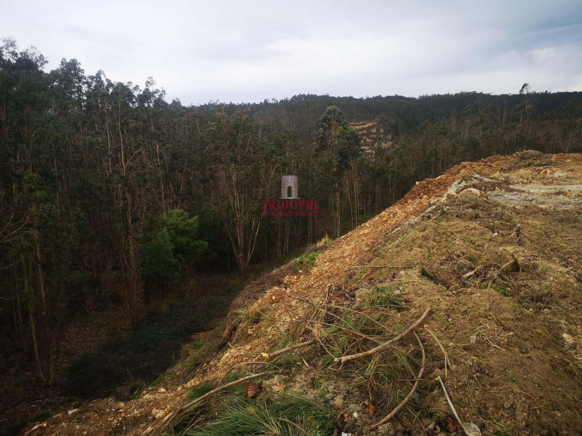 Terreno para Construção 2.975m2, Oliveira de Azeméis  