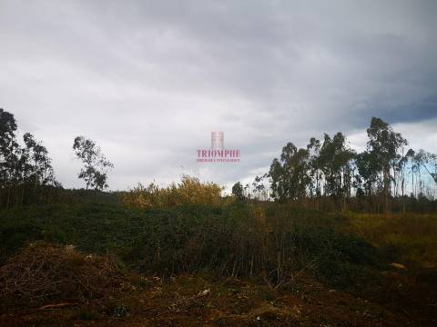 Terreno para Construção 2.975m2, Oliveira de Azeméis  
