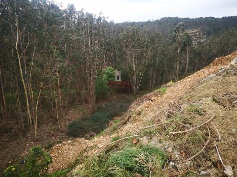 Terreno para Construção 5.950m2, Oliveira de Azeméis  
