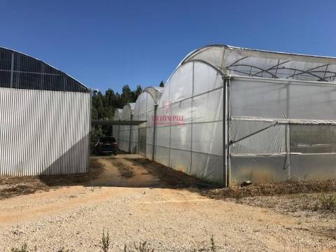 Terreno com Estufas de Morangos em hidropónica, Soure