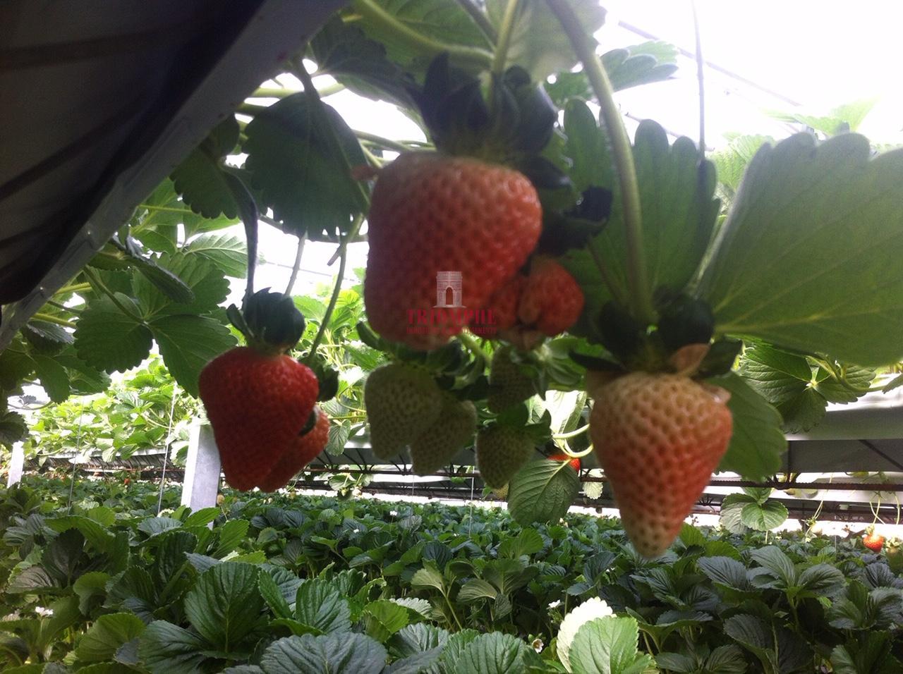 Terreno com Estufas de Morangos em hidropónica, Soure