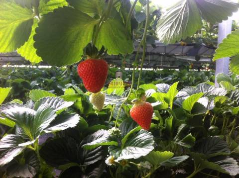 Terreno com Estufas de Morangos em hidropónica, Soure