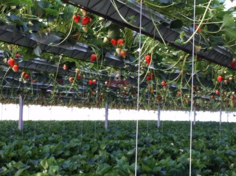 Terreno com Estufas de Morangos em hidropónica, Soure