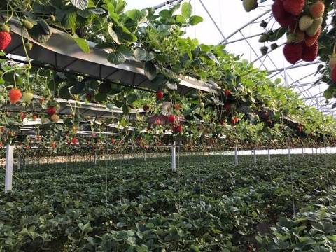 Terreno com Estufas de Morangos em hidropónica, Soure