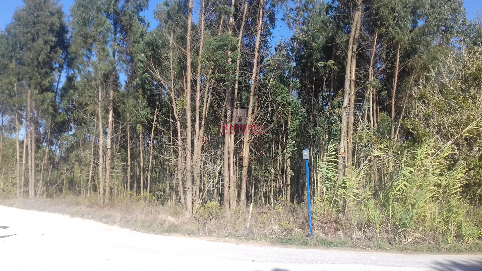 Terreno com 5440 m2, Lourinhã
