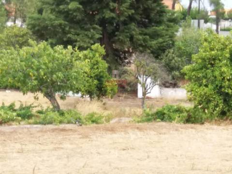 Quinta com Vinha, Valverde, Coruche