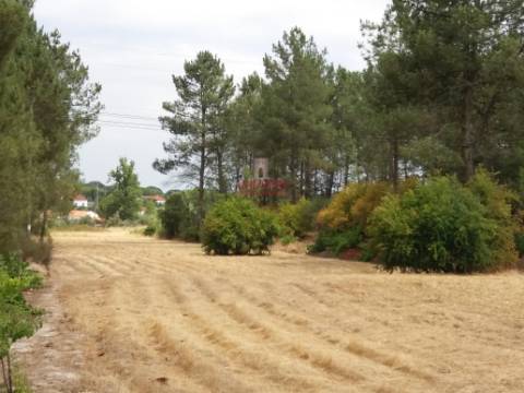 Quinta com Vinha, Valverde, Coruche