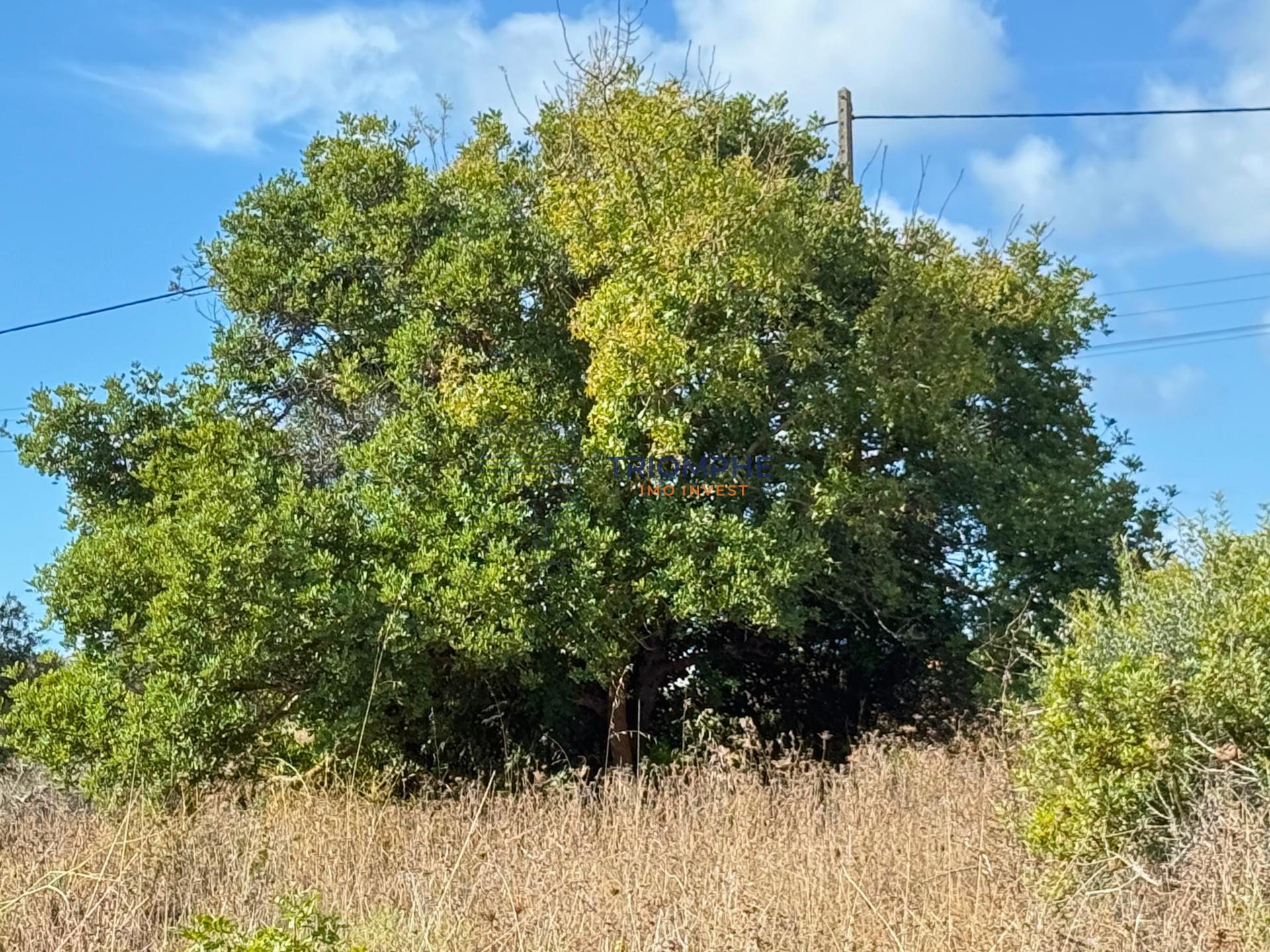 Terreno rústico de 35 000 m² em Carvoeiro