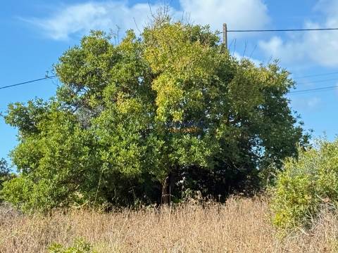 Terreno rústico de 35 000 m² em Carvoeiro