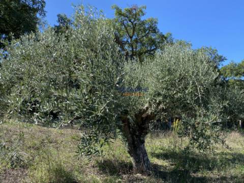 MoradiaT3 Rústica em Tomar