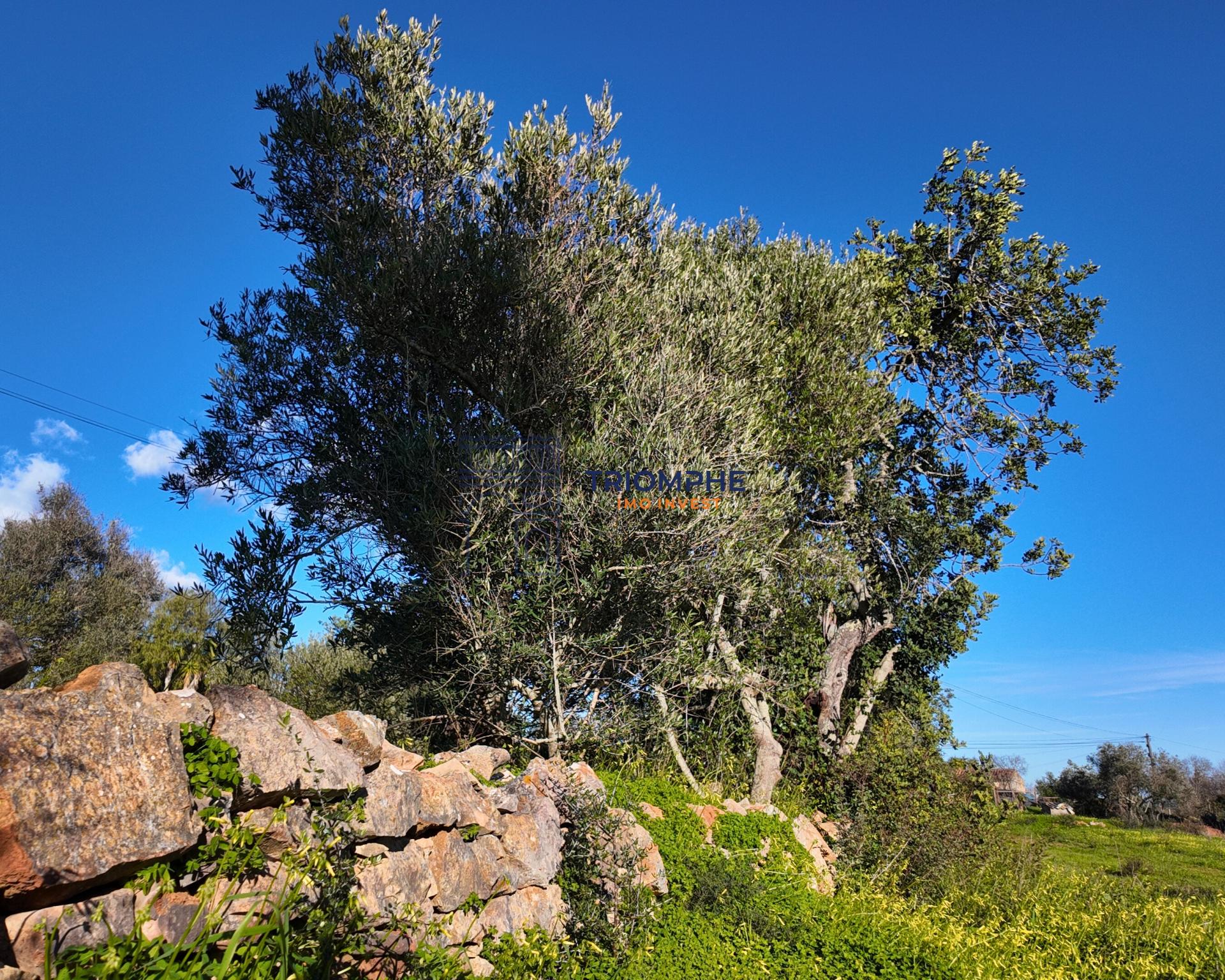 Terreno construtível com elevado potencial – Silves