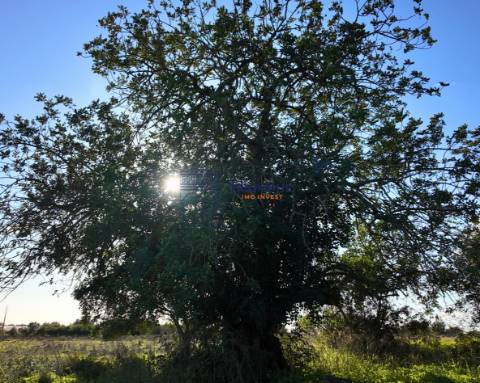 Terreno construtível com elevado potencial – Silves