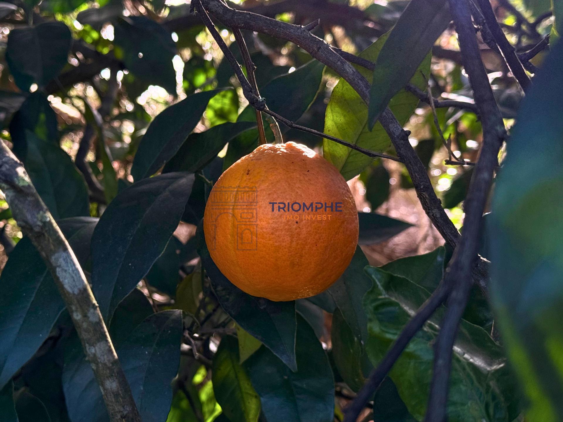 Terreno para Construção de 1.260 m² em Alcantarilha