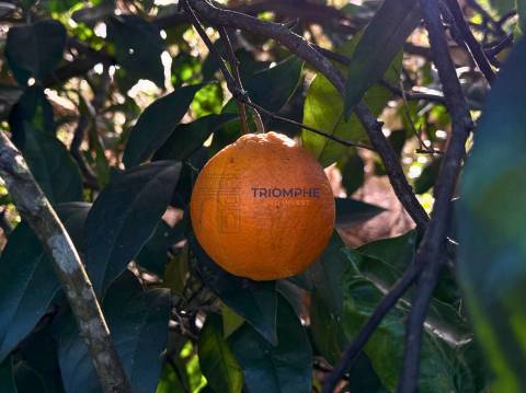 Terreno para Construção de 1.260 m² em Alcantarilha