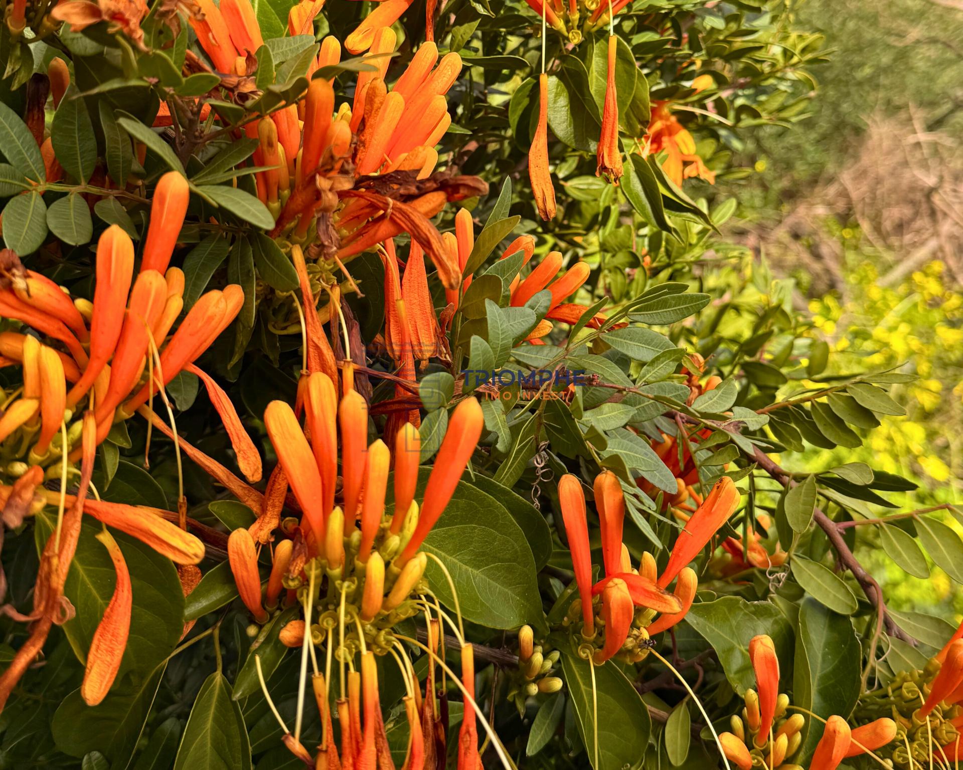 Terreno para Construção de 1.260 m² em Alcantarilha