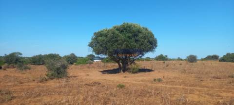 Terreno 81600 m2 - Lagos