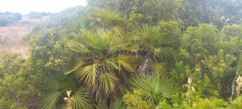 Terreno 81600 m2 - Lagos