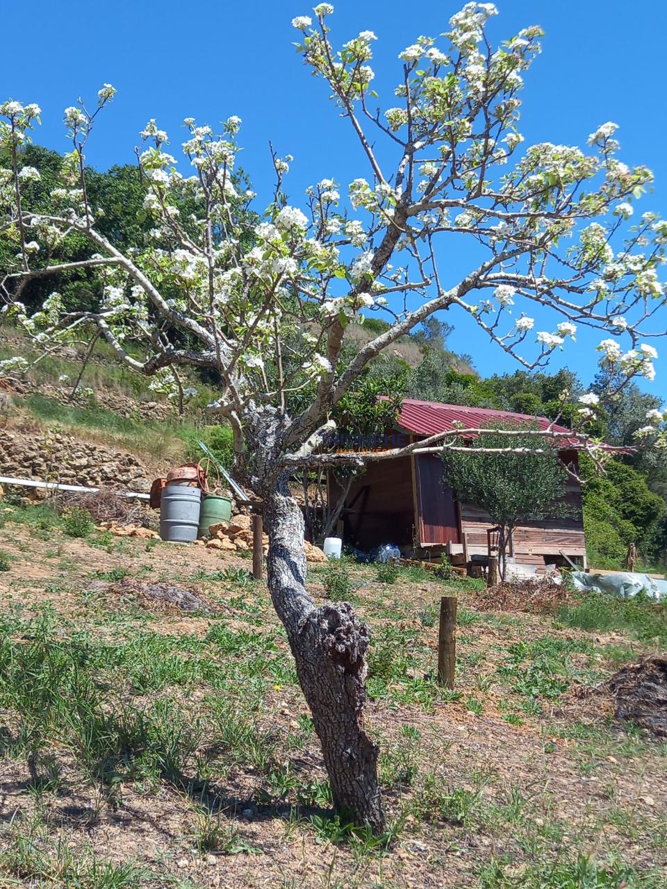Quinta com 6305m2 Igreja Nova e Cheleiros, Mafra