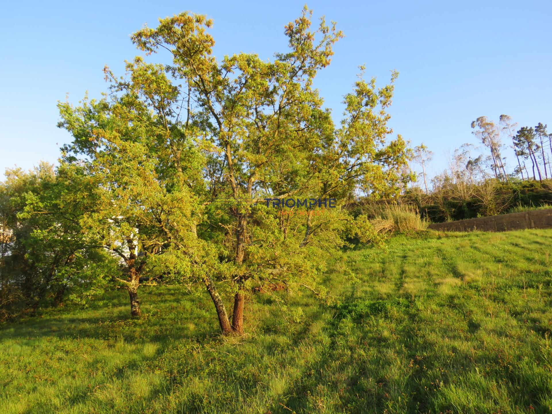 Terreno Urbanizável em Parceiros, Leiria com 1640 m2
