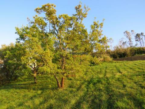 Terreno Urbanizável em Parceiros, Leiria com 1640 m2
