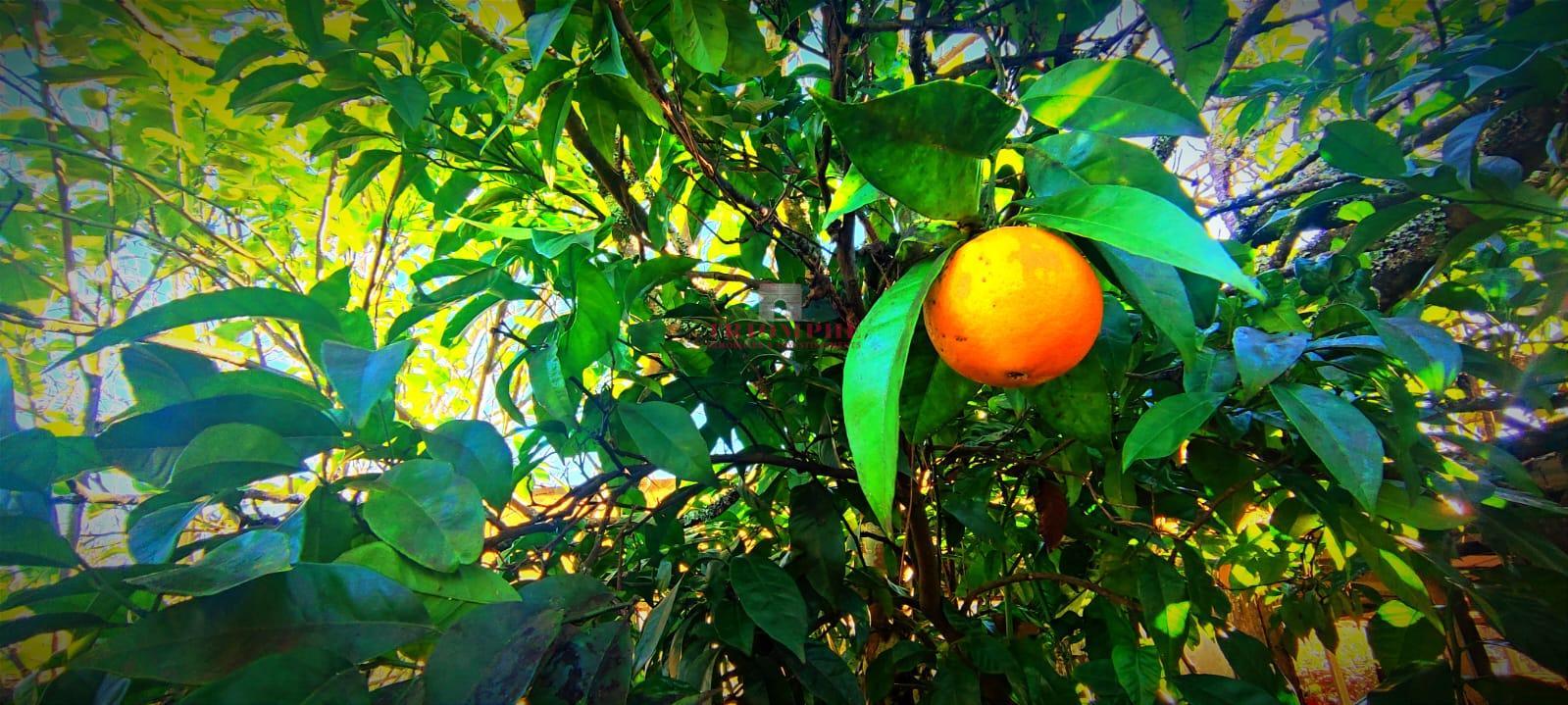 Moradia T2 + 1 com pequena Quinta, Alvorge, Ansião