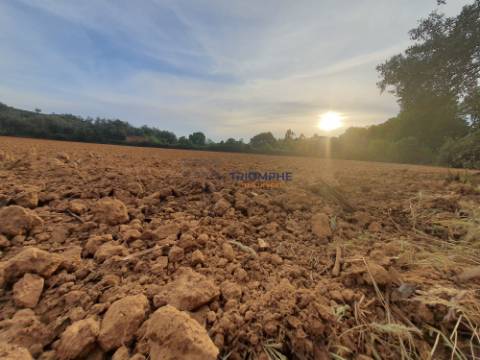 Terreno com Ruína - Silves - Projeto de Empreendimento Rural