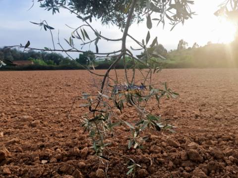 Terreno com Ruína - Silves - Projeto de Empreendimento Rural