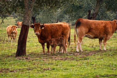 Propriedade Rural com 140 ha, Água Própria e Infraestruturas Operacionais