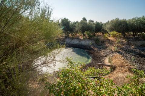 Oportunidade Única - Quinta Agropecuária na Beira Interior
