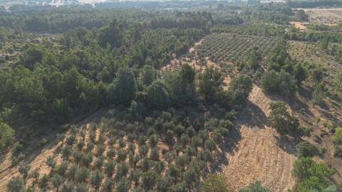 Oportunidade Única - Quinta Agropecuária na Beira Interior