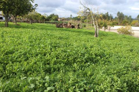 Terreno Rústico com Viabilidade de Construção para Venda em Pedra do Altar