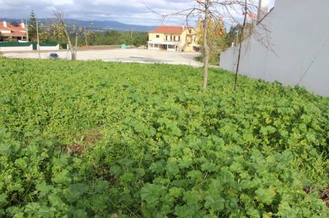 Terreno Rústico com Viabilidade de Construção para Venda em Pedra do Altar